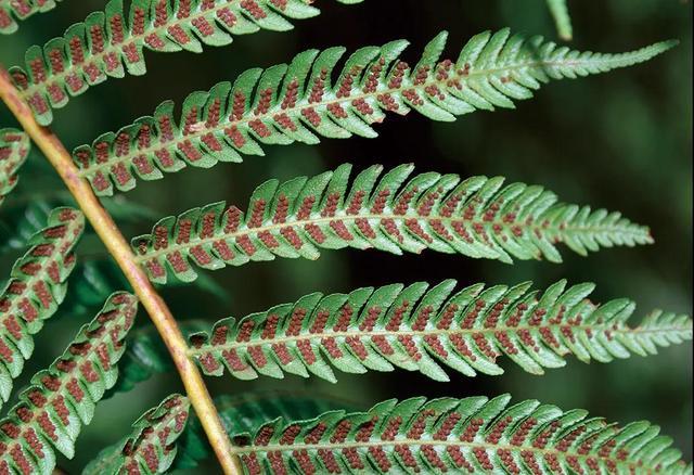 中华桫椤 alsophila costularis baker生物地理学,进化生态学和功能