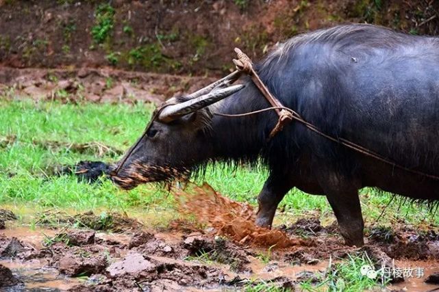 "横眉冷对千夫指,俯首甘为儒子牛""蜂采百花人吃蜜,牛耕五谷鼠偷粮"