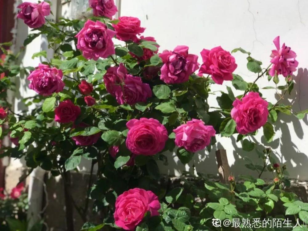 香水花和臭味花 一个香一个臭 千万别养错了 腾讯新闻