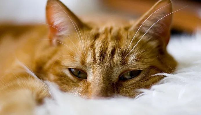猫咪的癌症常见吗 6个癌症的基础知识分享 腾讯新闻