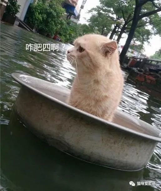 雨灾来袭淹了家,主人急中生智让猫咪逃生,喵:朕的江山只剩江了