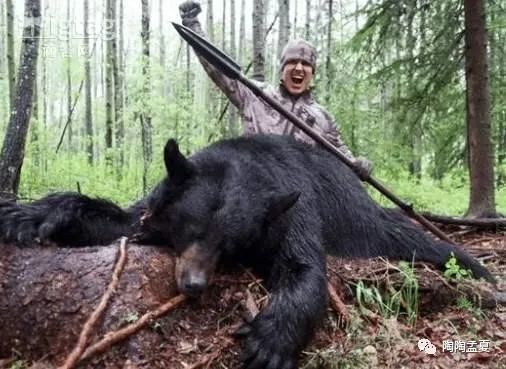 中国连续发生两起熊吃人事件:面对食人恶兽,人类不能再姑息退让了