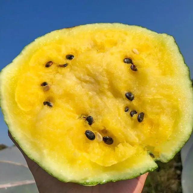 迷你黄心小西瓜品种外观极美口感清爽脆甜很美味
