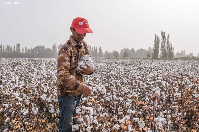 新疆棉花种植巨变昔日采棉大军争相淘金如今机器取代人工