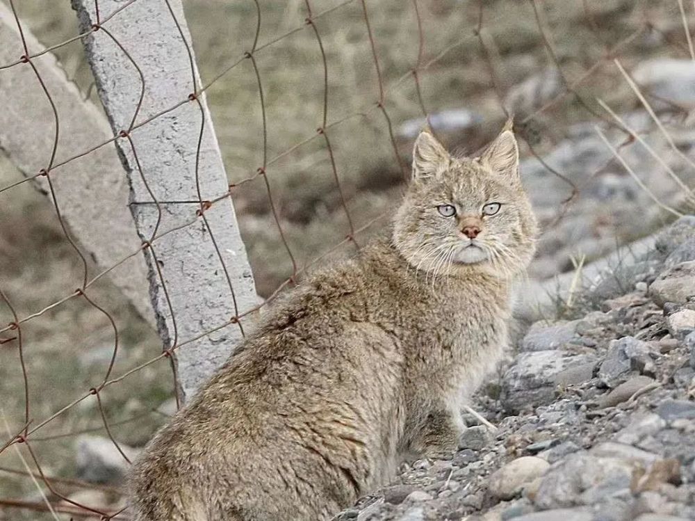 兔狲|啊！看到兔狲了！