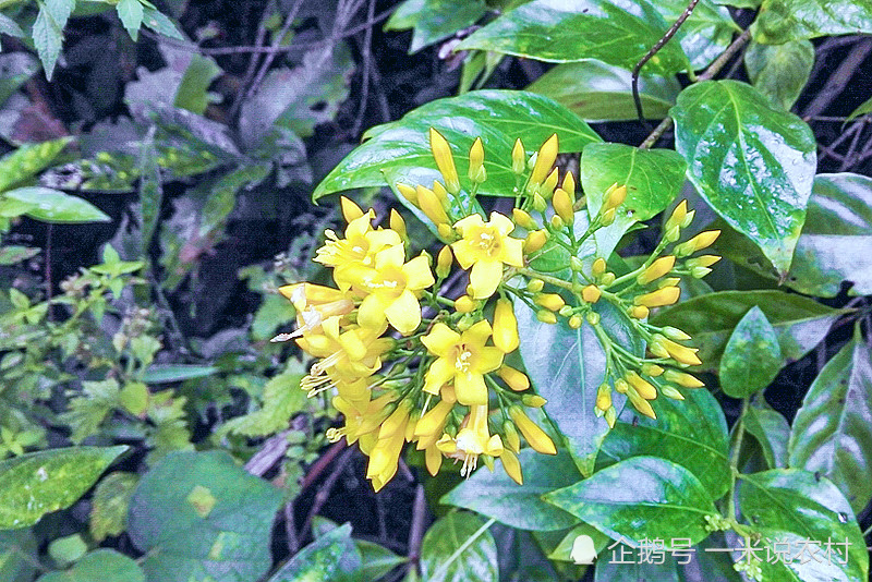 此为 断肠草 花像金银花却全株含毒 可惜懂的人不多 腾讯新闻