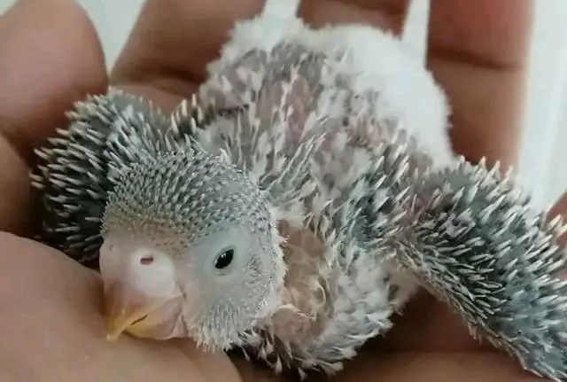 虎皮鹦鹉雏鸟的存活之路