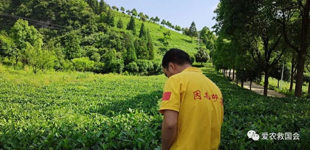 生物学|茶红素的生物学活性