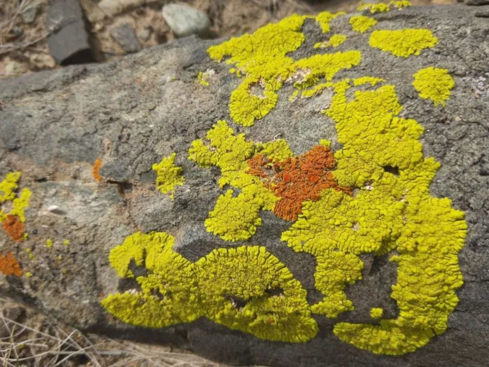 原创张继炼精美的石头会开花