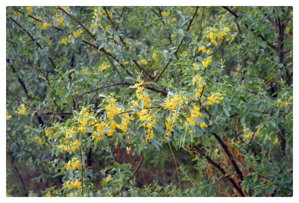 沙棗花|不與群豔爭芳華_騰訊新聞