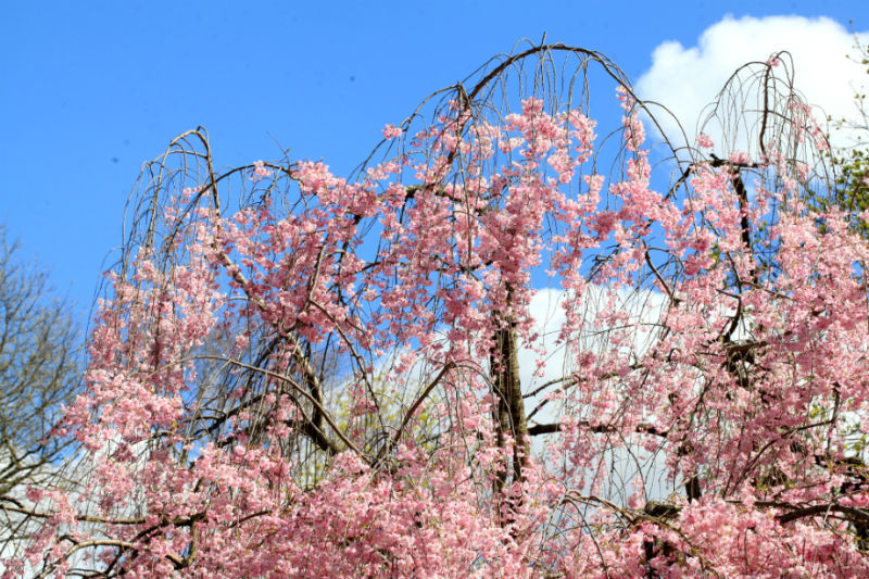 樱花——学名:cerasus sp