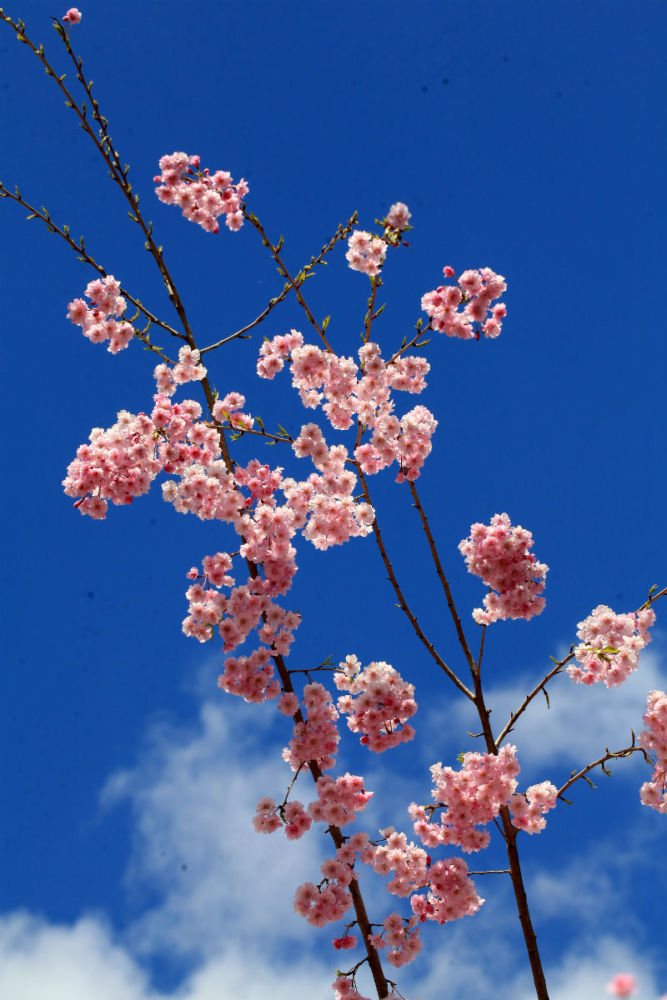 樱花——学名:cerasus sp