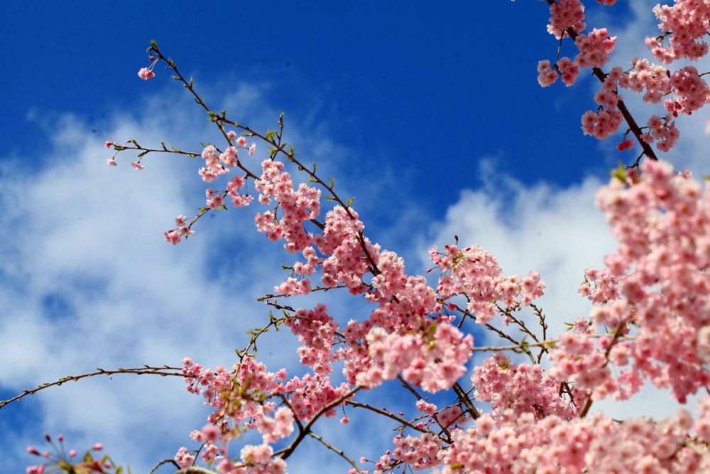 樱花——学名:cerasus sp