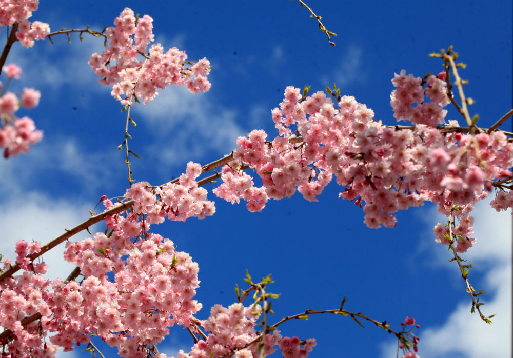 樱花——学名:cerasus sp