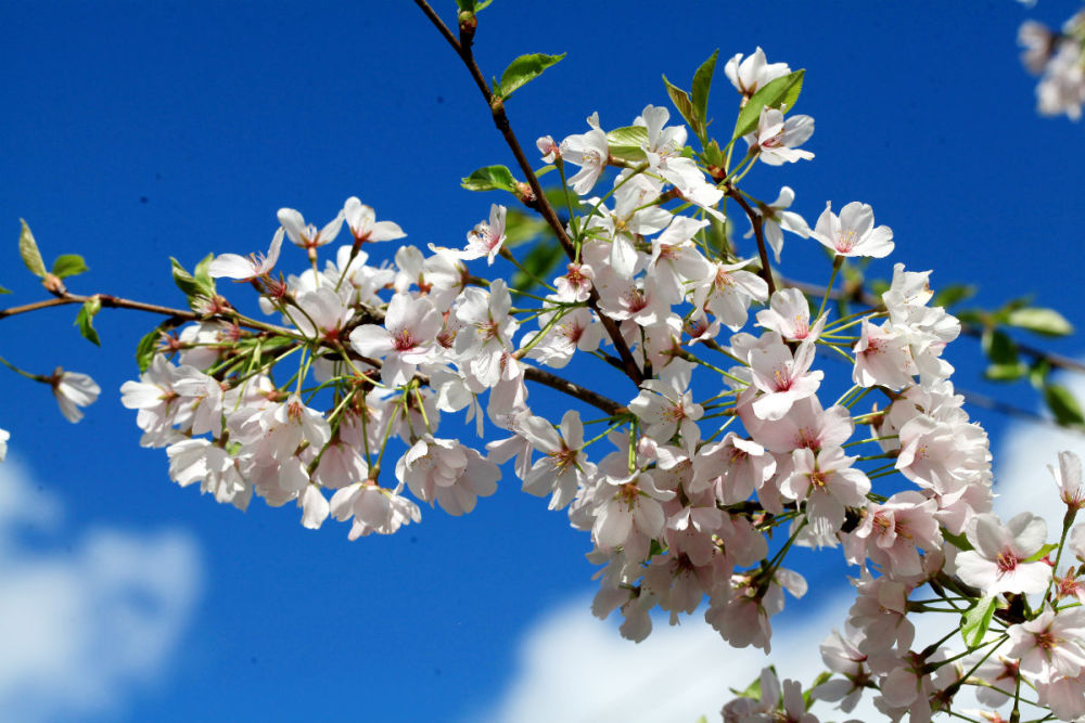 樱花——学名:cerasus sp