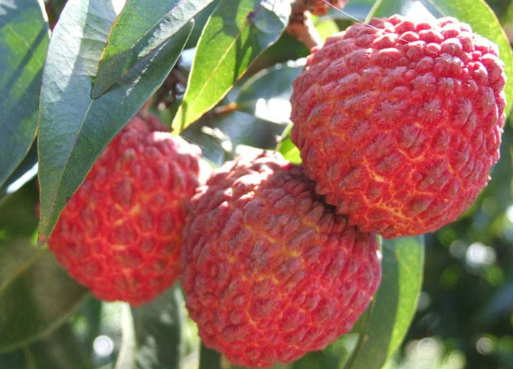 荔枝中的巨无霸长在火山岩石缝中果大如鸡蛋人称荔枝王