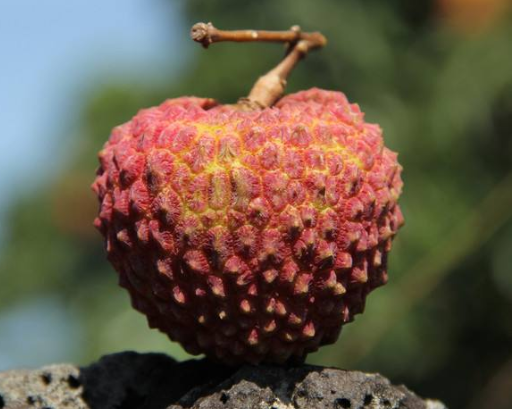 荔枝中的巨无霸长在火山岩石缝中果大如鸡蛋人称荔枝王