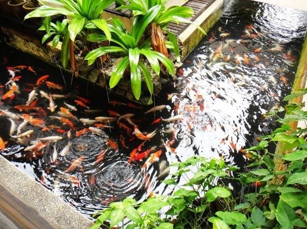 心理学 3个金鱼池 你觉得哪一个最吸引人 测试你下半年应该怎样生活 腾讯新闻