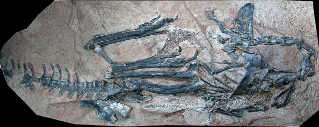 泥潭龙好奇怪的手型