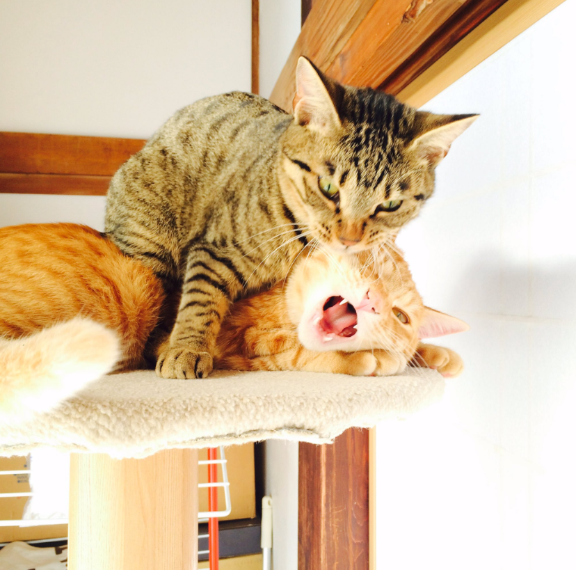 看着橘猫被欺负,我不厚道地笑了!