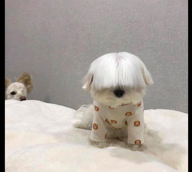 狗狗刘海太长了都遮住了它的眼狗是谁遮住了眼忘了掀开