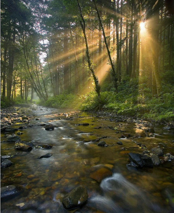 灵签占卜选出你最喜欢的一束阳光测出你的鼠年会不会有大烦恼