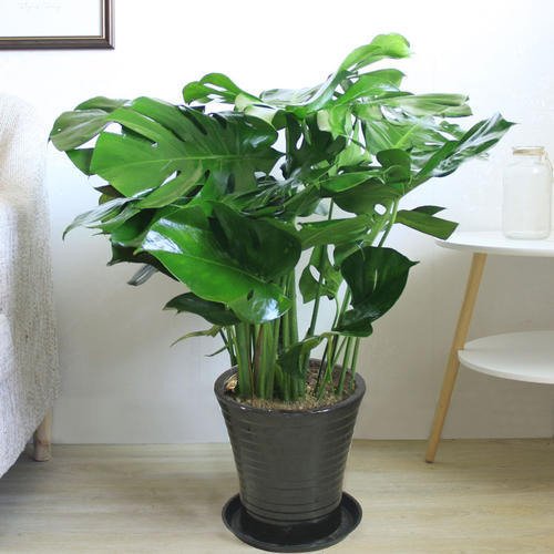 烂根|花草出现这种状态，可能是烂根了，抓紧换盆换土！