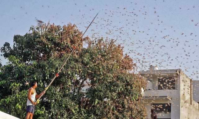 更有网友拍到市区一栋住宅建筑被密密麻麻蝗虫包裹起来,看上去像是