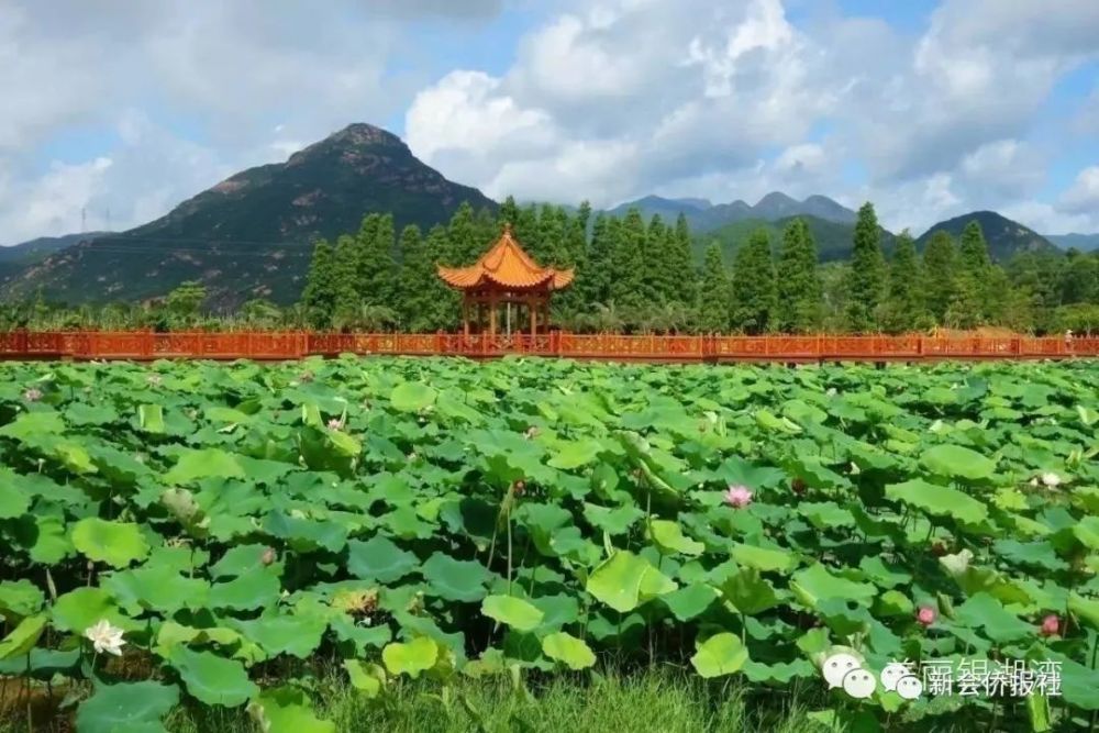 【葵乡风情画】新会银湖湾近百亩"太空莲"又飘香
