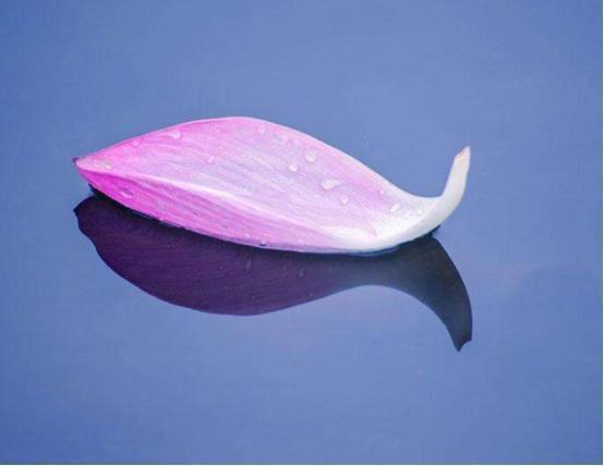 塔罗占卜:选一片让你心动的花瓣,测你未来的另一半是啥模样