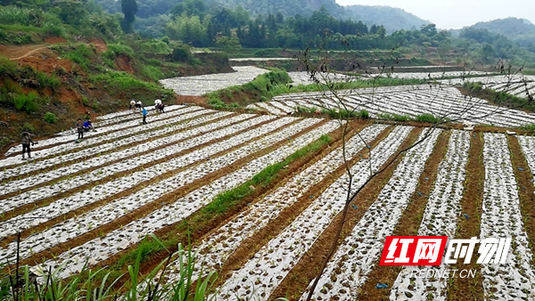 新邵县坪上镇中药材基地种植忙