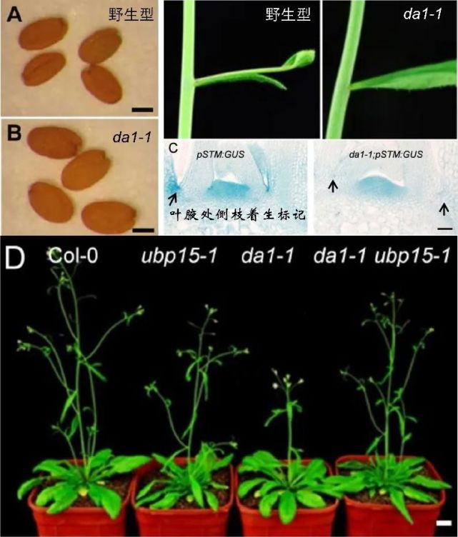 植物的“投资智慧”_腾讯新闻