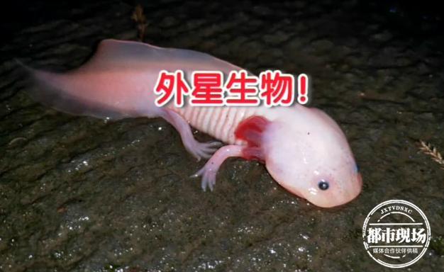 可是您见过白色的娃娃鱼吗?