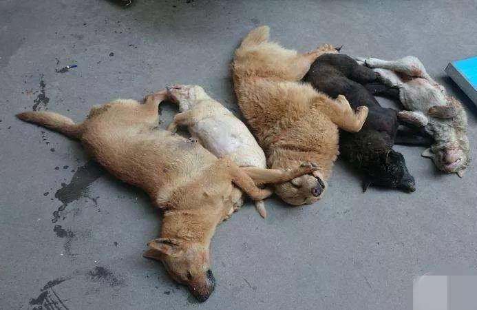 小区害狗事件频发说明了什么_腾讯新闻