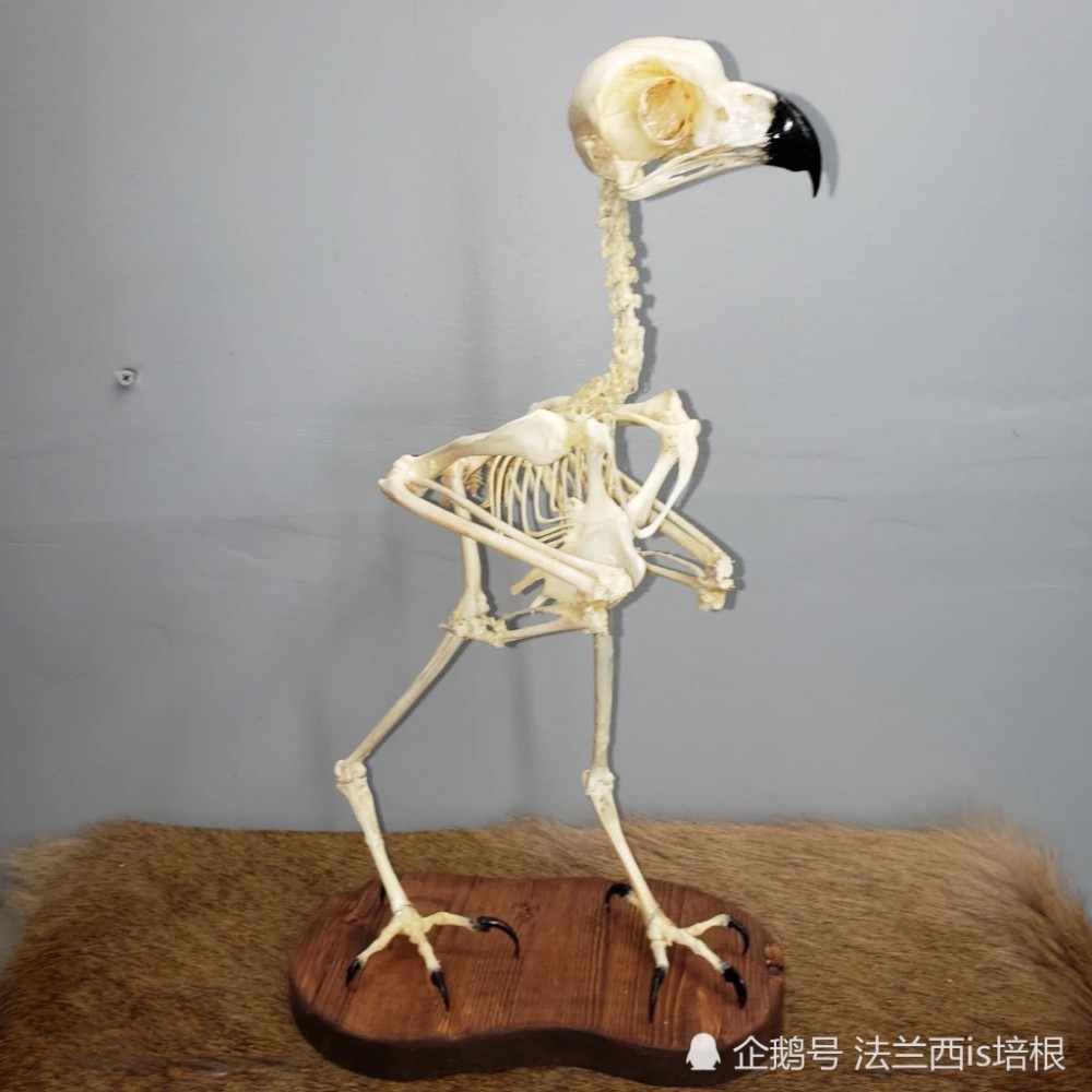 神奇的猫头鹰27002无障碍旋转的脖子通过耳朵绘制地图