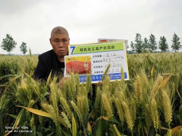 麥穗金黃,落黃好使用鄭氏豐的小麥,旗葉寬厚,濃綠使用鄭氏豐的小麥 穗