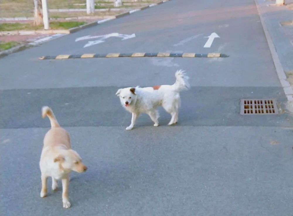 高校|好久不见！昌平高校返校图记