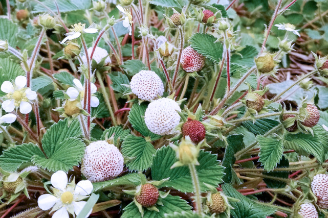 俗称"大米泡"却香甜如蜜,1斤能卖30元,5月正当季别错过