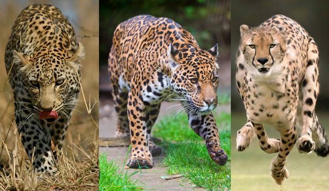 猎豹,美洲豹都不是豹,严格意义上的豹只有一类_腾讯新闻