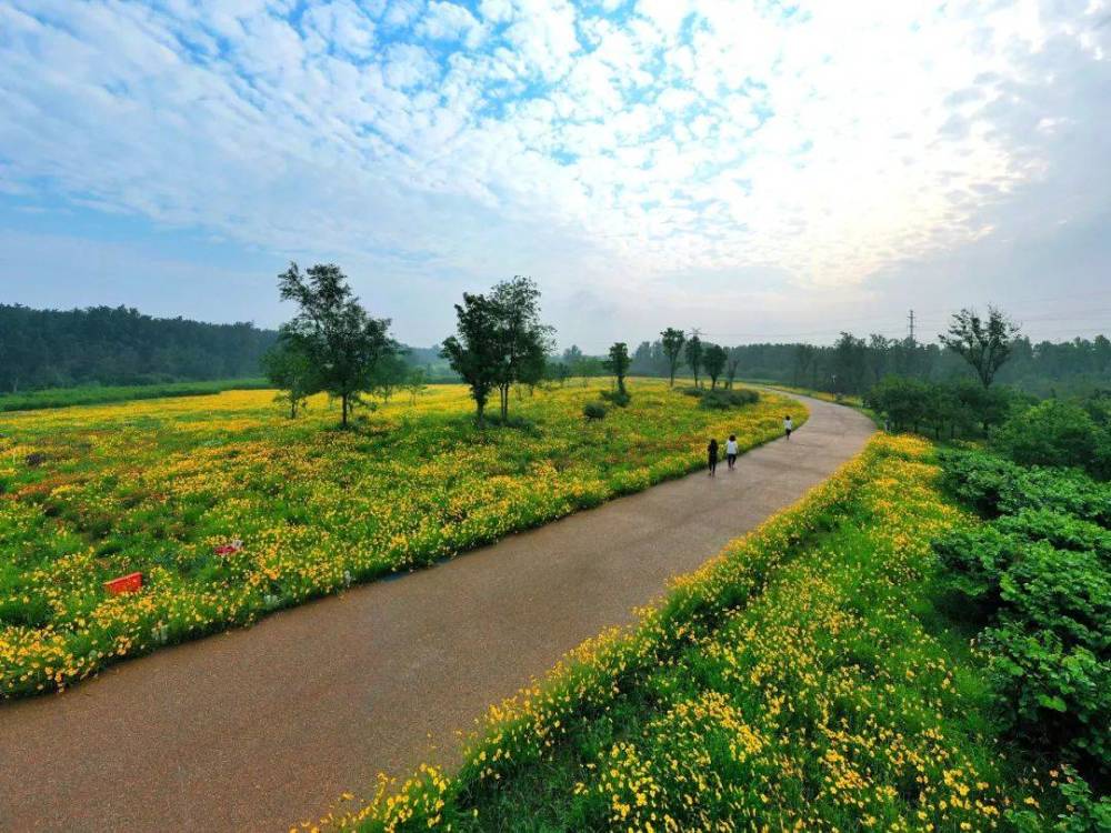 花已成海趁花期正盛赶快打卡潍坊北辰绿洲湿地公园