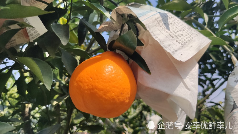 你认识春见耙耙柑和丑橘不知火吗？