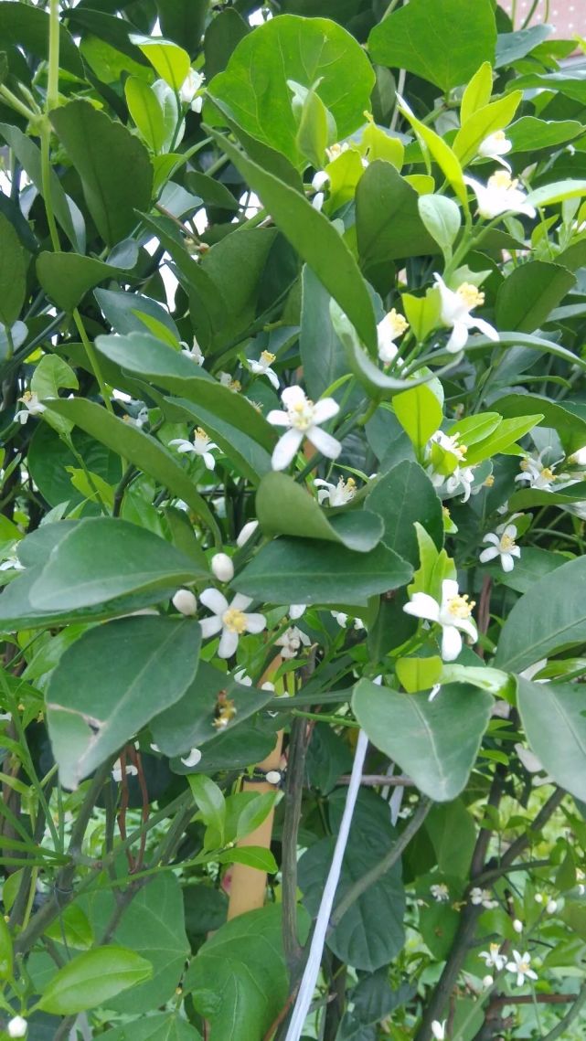 每年買的金桔盆栽結完果就丟它還能開清香的花趕緊給撿回來