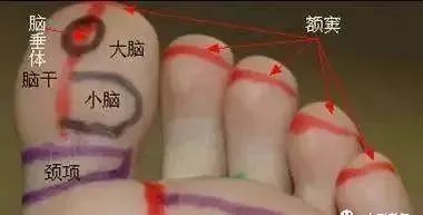 老年痴呆是可以提前发现的,其实,就赶紧划拉他们脚上的小脑反射区.