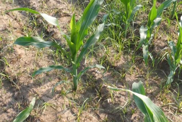 除草剂|除草剂和尿素混用，会有什么效果？看完你就有答案了