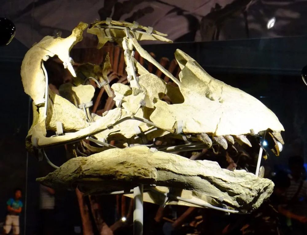 盘足龙:漂洋过海去看你_腾讯新闻