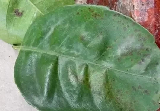 激素过量乙蒜素600倍烧叶毒死蜱600倍多效唑浓度过高药害农药都有严格