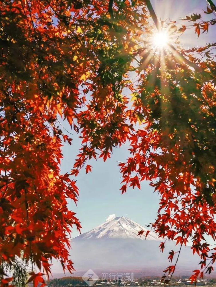 11月底跑富士山马拉松 红叶间穿行 无死角欣赏名山全景 腾讯新闻