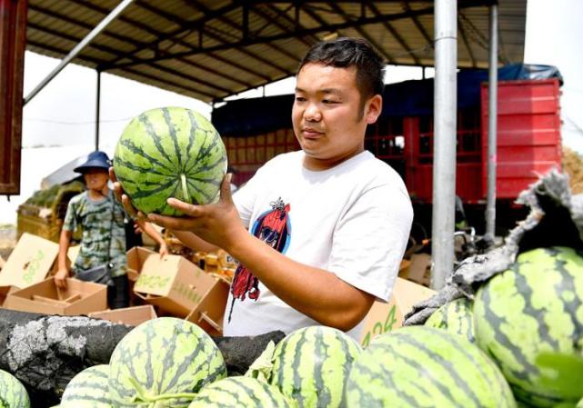挑西瓜时,不用拿起来拍,60岁老瓜农教你3招,挑的西瓜皮薄又甜