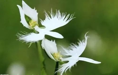 与温肾壮阳的兔耳草一道,共治病症.淫羊藿补肾阳,强筋骨,祛风湿.