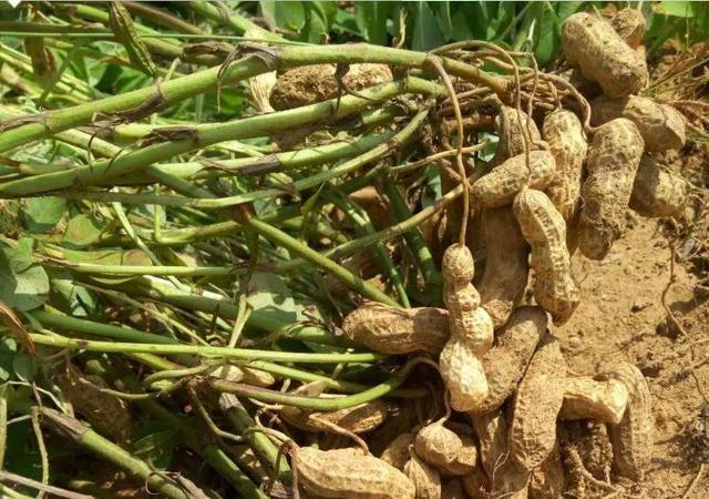 花生|种花生土壤如果缺乏钼元素，产量上不来，请农户一定要重视